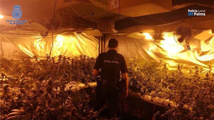 Un agente de Policía Nacional observa la plantación de marihuana eliminada.