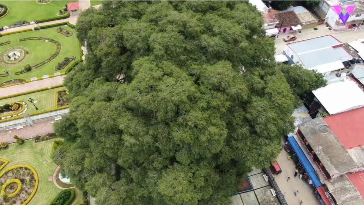 Este es el árbol con el tronco más grueso del mundo y está en México