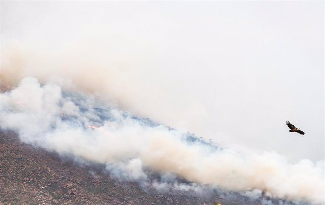 Un buitre entre el fuego de Sierra Bermeja  vito desde  el cerro de la Silla de los Huesos, a 13 de septiembre 2021 en Casares (Málaga) 