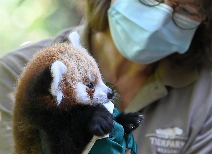 02 September 2021, Berlin: Un miembro del Tierpark Berlin cogiendo un panda rojo. Photo: Jens Kalaene/dpa-Zentralbild/ZB