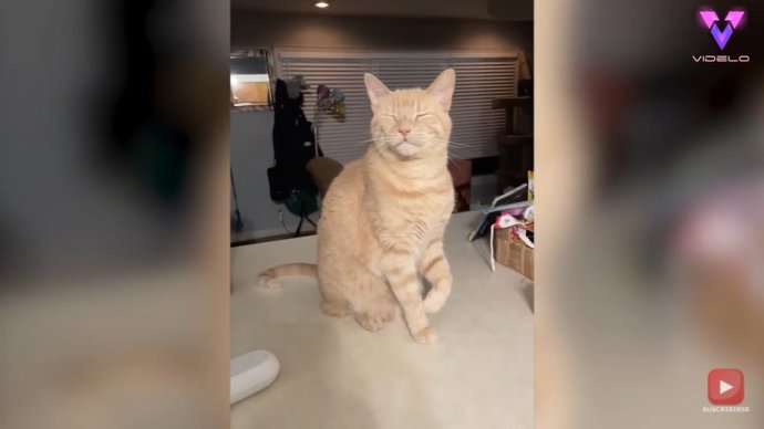 ¿Es Este Gato El 'Rey Del Drama' Por Fingir Una Cojera Cada Vez Que Quiere Atención?