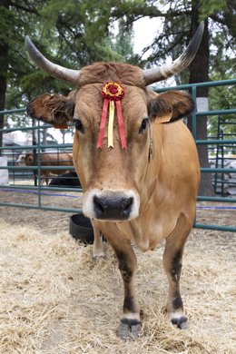 Archivo - Una vaca de raza asturiana de los Valles, durante una muestra de ganado, 