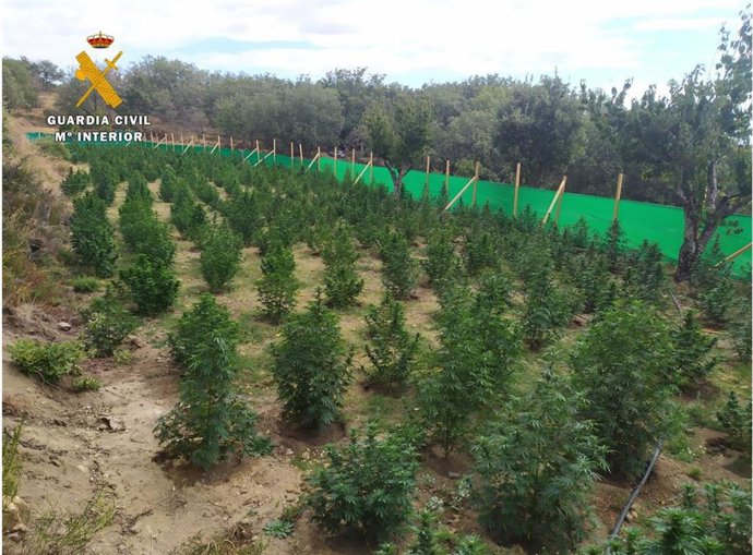 Macroplantación de marihauana en Jarandilla de la Vera