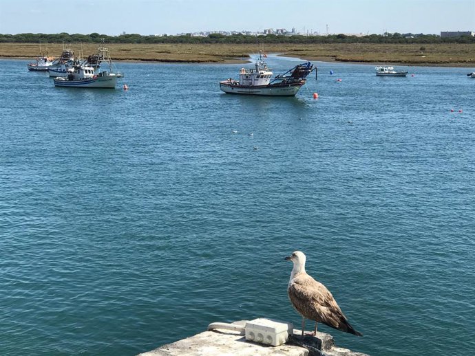 Archivo - Barco pesquero. Punta Umbría. 