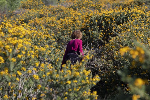 Archivo - Una mujer en el Camino de las Cuevas, una zona de la sierra madrileña donde en esta época del año florece el cambroño, a 4 de mayo de 2021, en Los Molinos, Madrid, (España). 