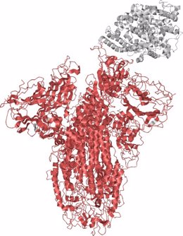 Archivo - El análisis 3D de SARS-CoV-2 revela pistas sobre tácticas de virus