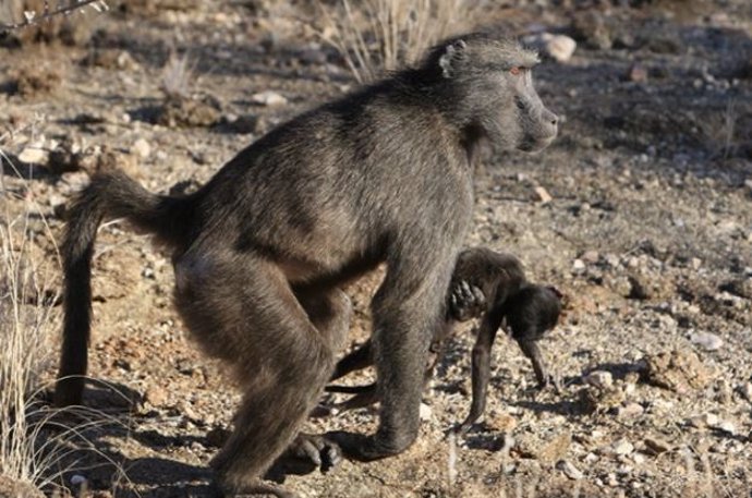Hembra de primate acarrea un bebé muerto