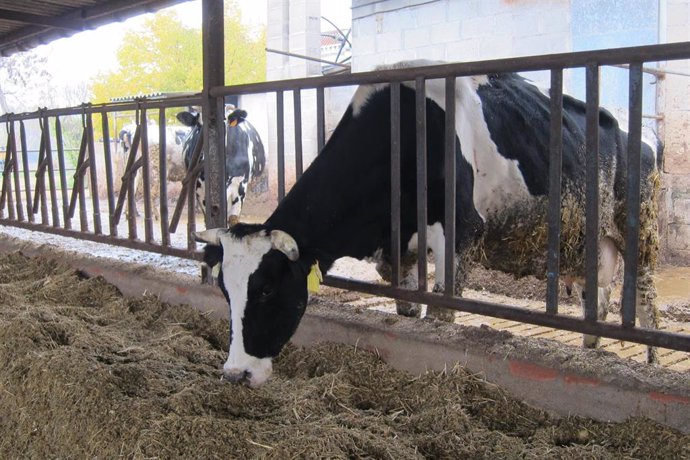 Archivo - Varias vacas en una explotación ganadera