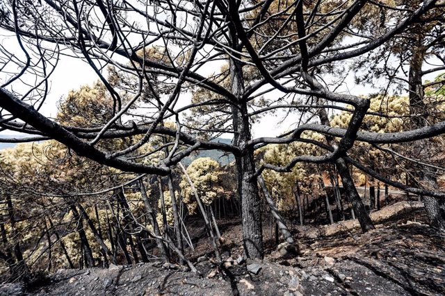 Zonas quemadas por el incendio de Sierra Bermeja, en el área de Puerto de Peñas Blancas a 14 de septiembre 2021 en Estepona (Málaga) Andalucía