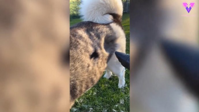 Esta mujer ha dado con un ingenioso truco que aplica durante la temporada de muda de su Akita americano