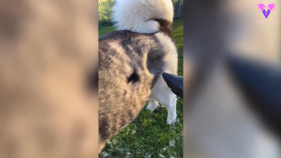Esta mujer ha dado con un ingenioso truco que aplica durante la temporada de muda de su Akita americano