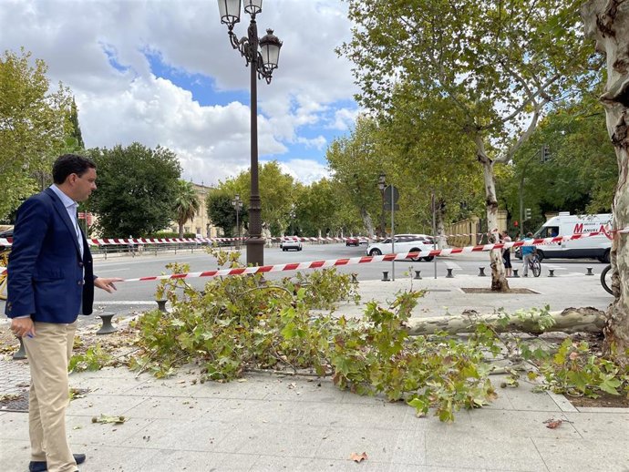 De la Rosa, junto a la rama caída en la calle Palos de la Frontera.