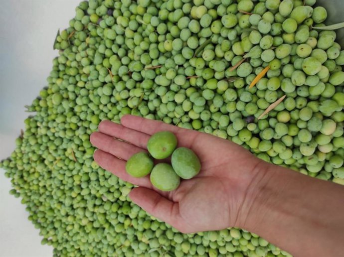 Aceitunas con Denominación de Origen Protegida (DOP) Aloreña de Málaga