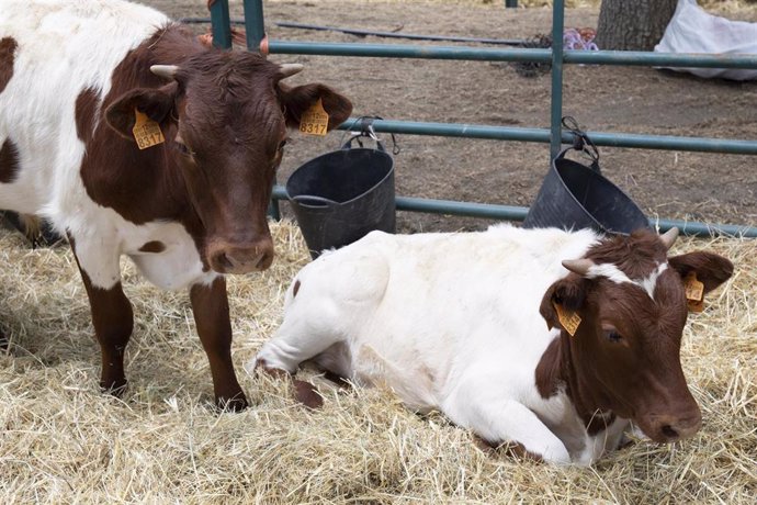 Archivo - Dos vacas, durante una muestra de ganado