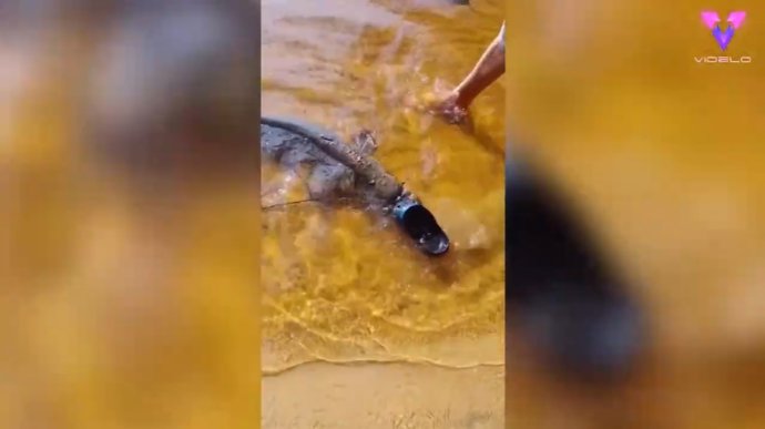 Un pez gato muerde la zapatilla de un hombre que intentaba rescatarlo