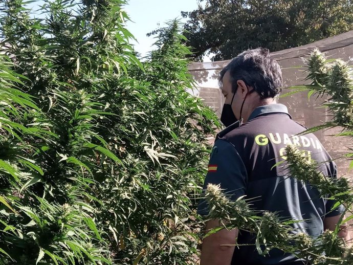 Un agente junto a las plantas de marihuana.