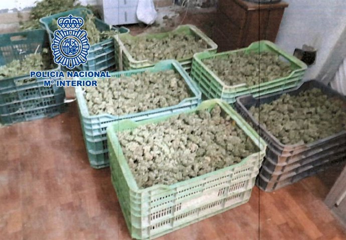 Cajas con cogollos de marihuana.
