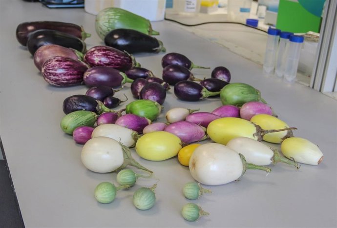 Variedad de berenjenas