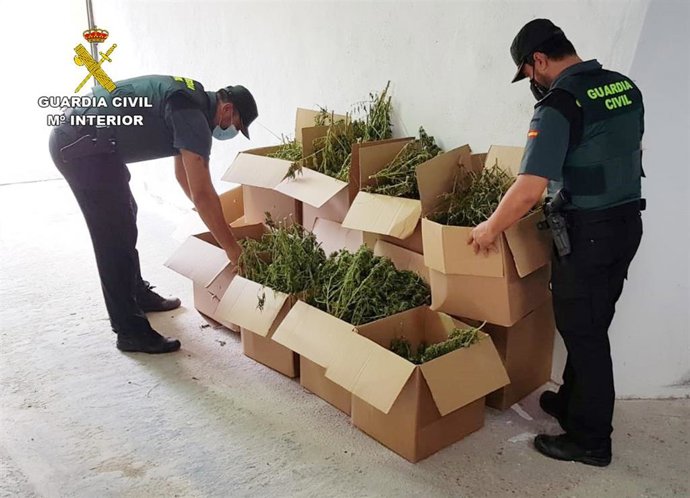 Agentes de la Guardia Civil con las plantas incautadas