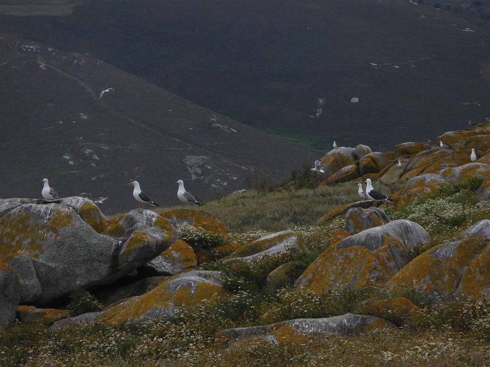 Gaviotas