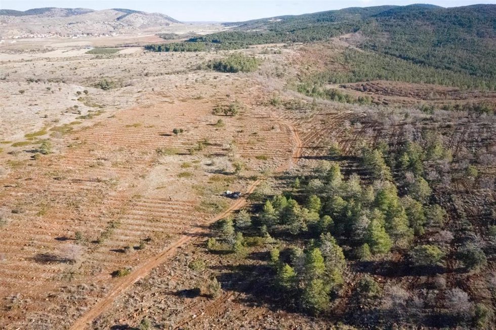 Archivo - Plantación