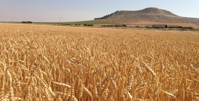 Nesté invertirá 1.100 millones en cinco años para impulsar la agricultura regenerativa