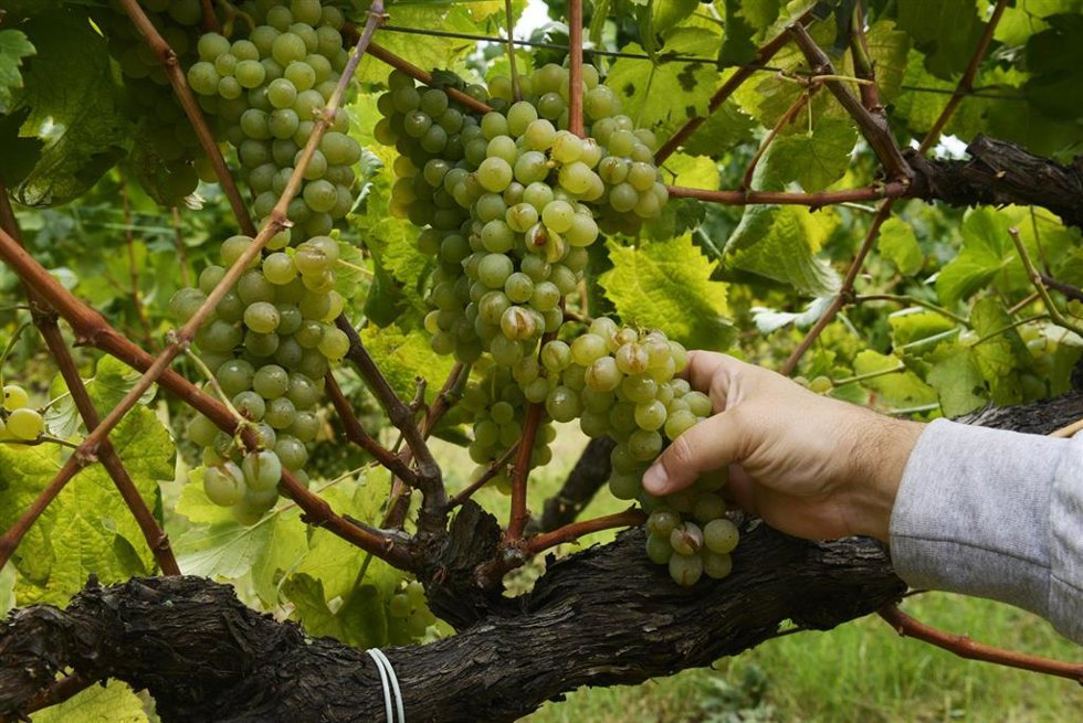Las uvas de un viñedo