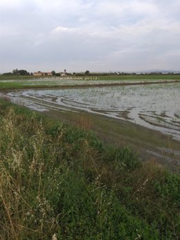Archivo - Bandadas de flamencos en l'Albufera