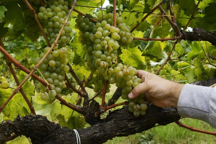Las uvas de un viñedo de variedad treixadura, dañadas por el granizo, en la bodega Coto de Gomariz, a 1 de septiembre de 2021, en la comarca del Ribeiro, Ourense, Galicia (España). Algunos viñedos han perdido el 80% de su producción como consecuencia 