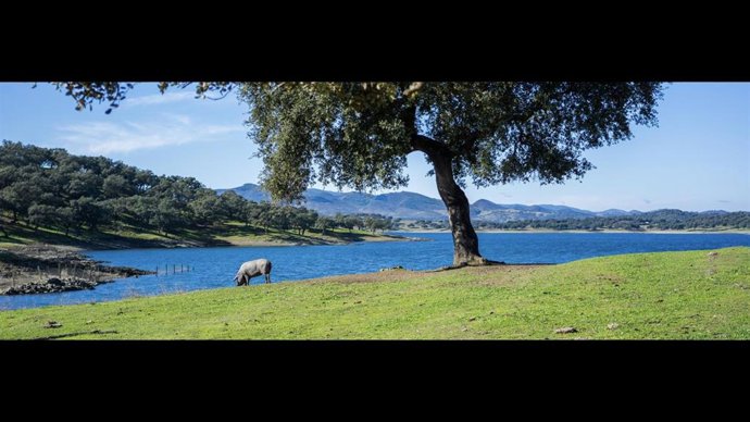 Dehesa en la provincia de Huelva.