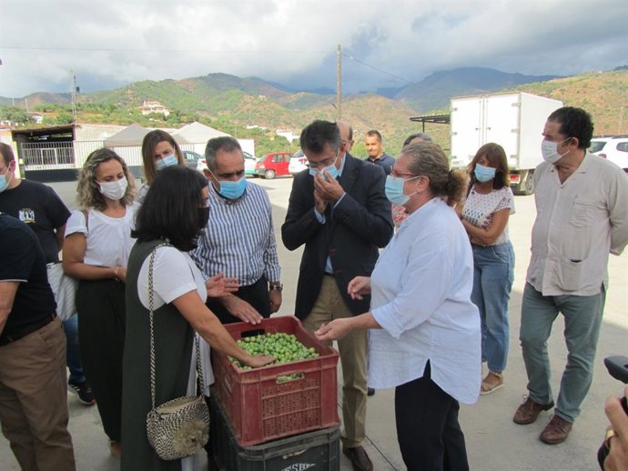 Recogida aceituna aloreña