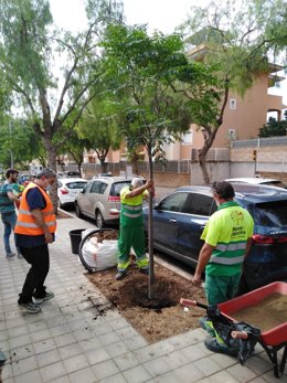 Siembra de árboles en una calle de Palma.