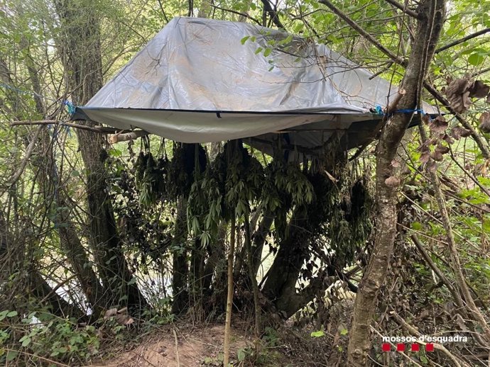 Plantación de marihuana en Olius (Lleida)