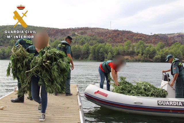 La  Guardia Civil desmantela una plantación de 2.600 plantas de marihuana que se cultivaban en un paraje del término municipal de Fayón (Zaragoza)