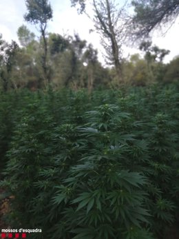 Imagen de la plantación de marihuana hallada en la Conca de Barber (Tarragona)