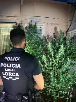 Un agente posa con las plantas incautadas