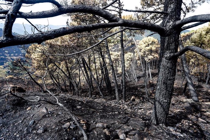 Zonas quemadas por el incendio de Sierra Bermeja, en una imagen de archivo