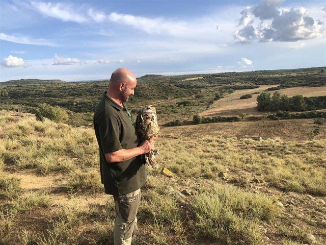 Liberación de un búho en Mas de Melons, en Castelldans (Lleida).