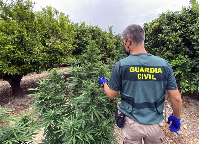Imagen de la plantación desmantelada por la Guardia Civil