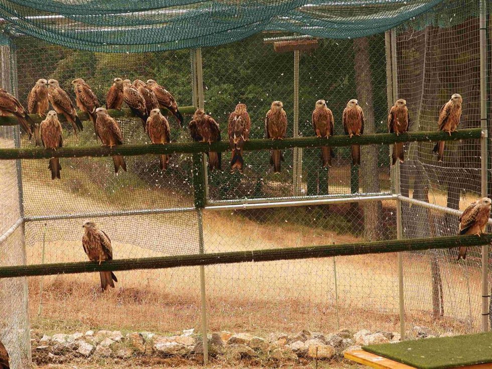 Milanos reales en el jaulón de aclimatación de Cazorla, poco antes de su liberación definitiva