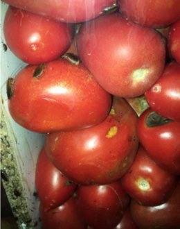 El Ayuntamiento de Gandia (Valencia) ha obligado a cerrar una frutería --situada en la plaza Elíptica-República Argentina-- que rociaba insecticida los productos para acabar con los insectos aparecidos como consecuencia de la falta de limpieza del local.