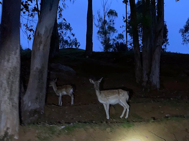 Archivo - Recinto de fauna ibética del Parque de Cabárceno por la noche.