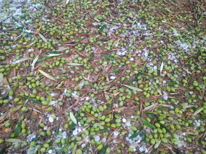 Olivas en el suelo a causa del pedrisco