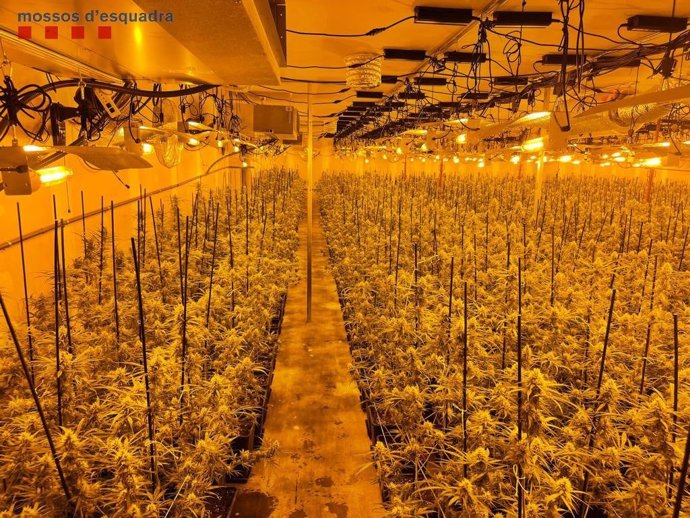 Imatge de les 2.700 plantes de marihuana en una nau industrial a Abrera (Barcelona)