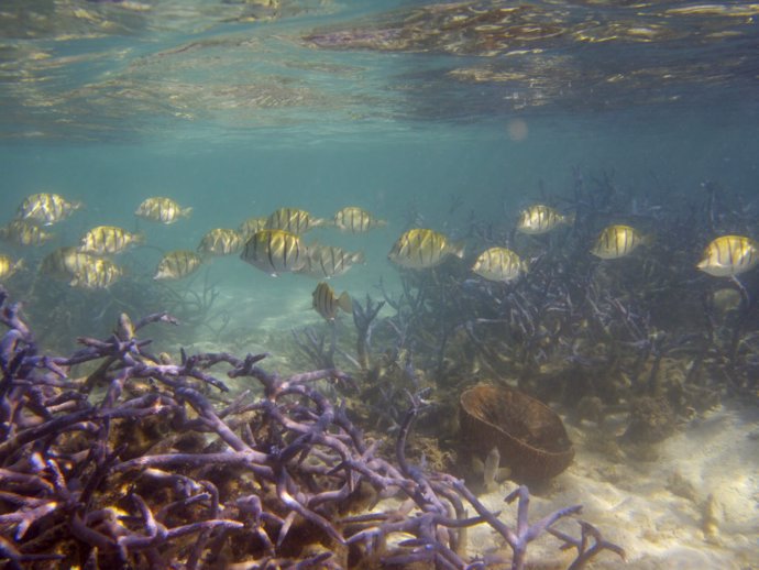 Archivo - Banco de peces se mueve por un arrecife de coral