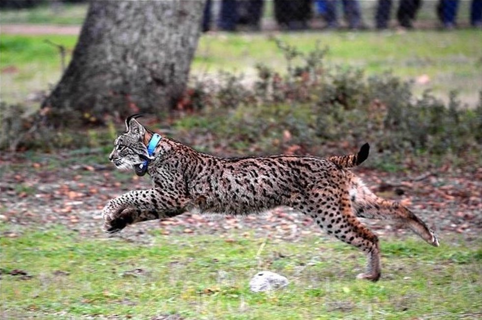 Archivo - Ejemplar de lince ibérico en una imagen de archivo