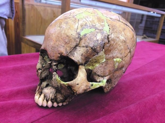 Un cráneo humano de Jomon del que se extrajo el ADN humano.