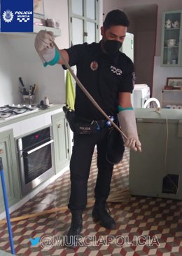 Un agente muestra una de las culebras