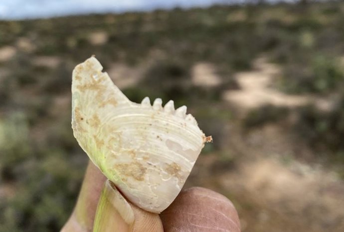 Artefacto de concha dentada de la estación Calperum en la región de Riverland de Australia Meridional.