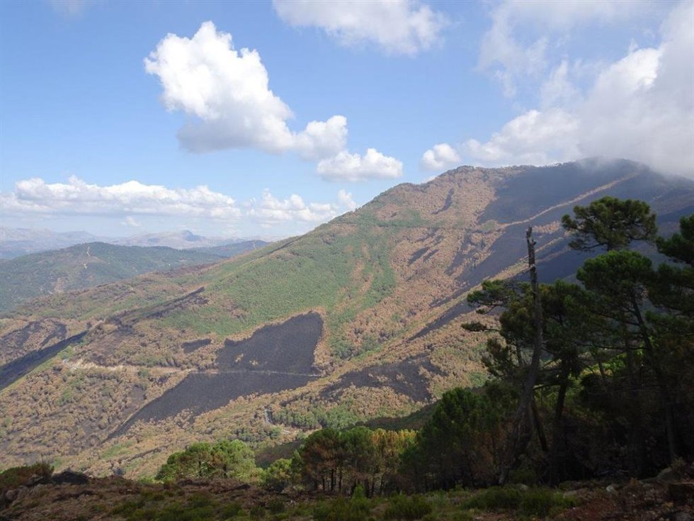 Ecologistas piden un plan de restauración forestal para Sierra Bermeja y su protección como parque nacional